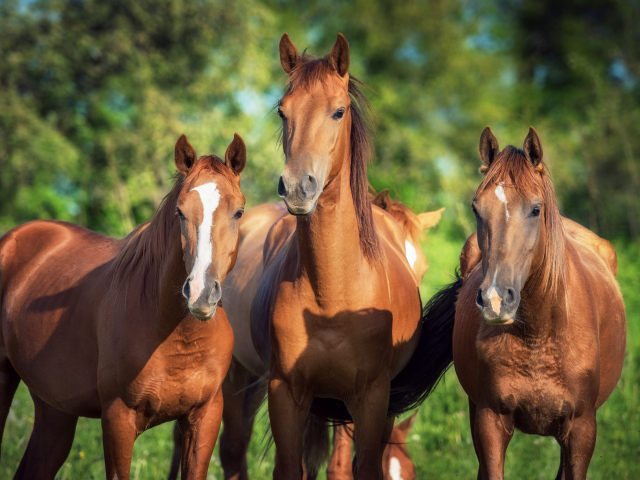 Три красивые коричневые лошади 