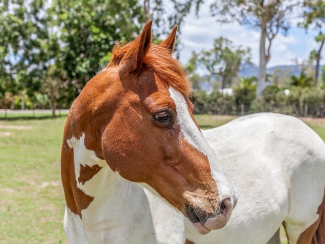 Бело -коричневая лошадь на ферме