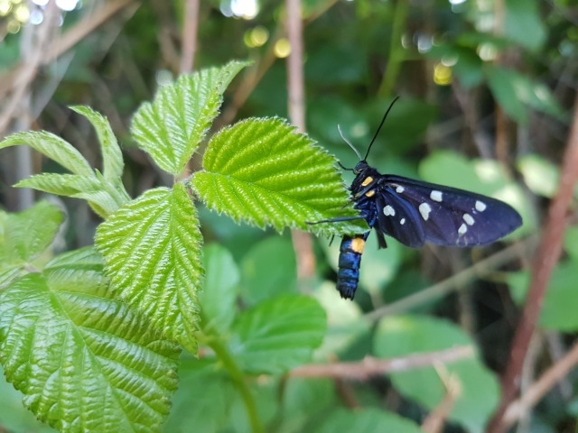 Красивая черная бабочка  сидит на зеленом листе малины
