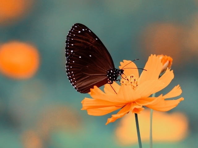 Красивая бабочка сидит на оранжевом цветке космеи 