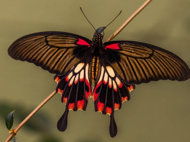 Красивая разноцветная бабочка сидит на тонкой ветке