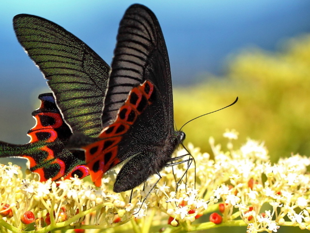 Красивая черная бабочка на белом цветке 