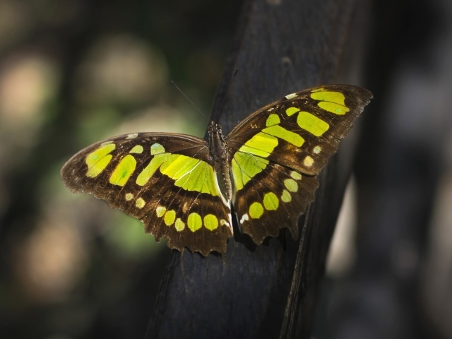 Красивая  бабочка крупным планом