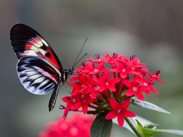 Красивая бабочка на красном цветке