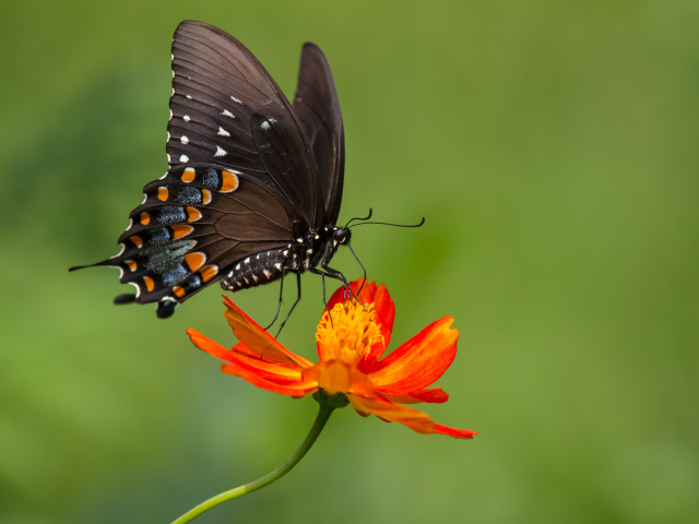Красивая бабочка сидит на оранжевом цветке