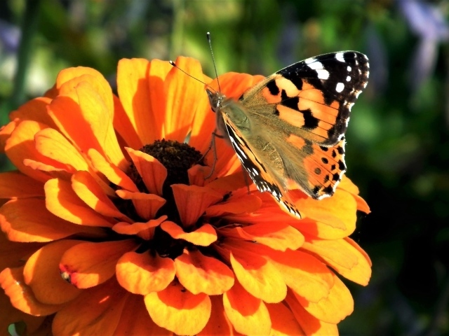 Красивая бабочка сидит на оранжевом цветке цинния