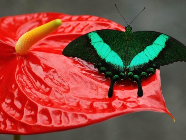Красивая зеленая бабочка сидит на красном цветке
