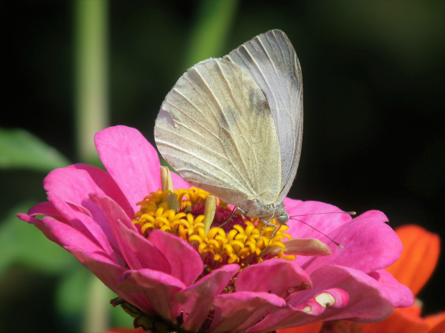 Красивая белая бабочка сидит на розовом цветке