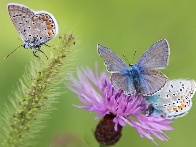 Синие бабочки на розовом цветке 