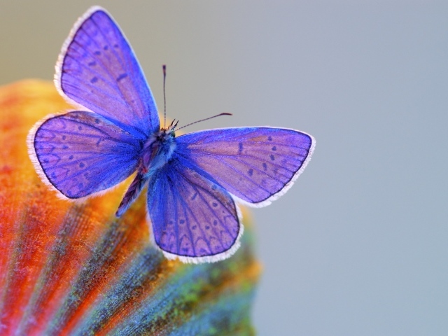 Синяя бабочка крупным планом 