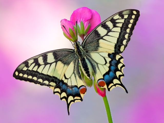 Бабочка Махаон на розовом цветке 