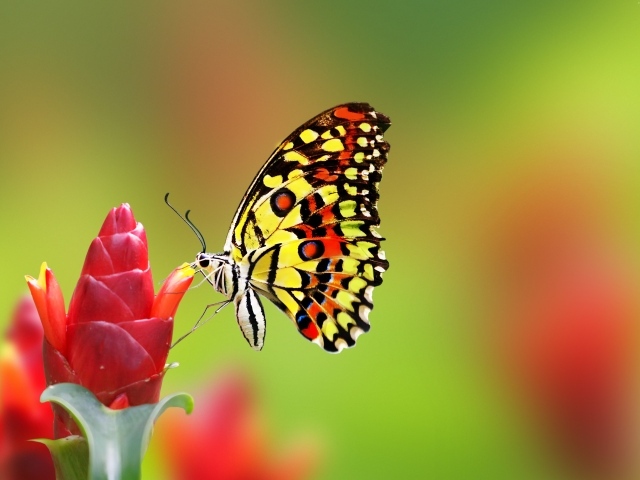 Бабочка сидит на красном цветке имбиря