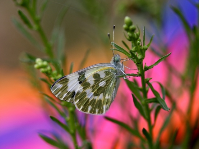 Бабочка сидит на зеленом растении крупным планом