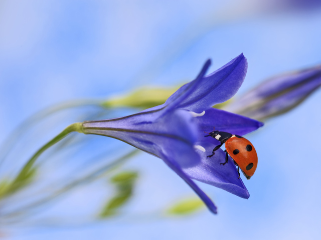 Божья коровка на сиреневом цветке 