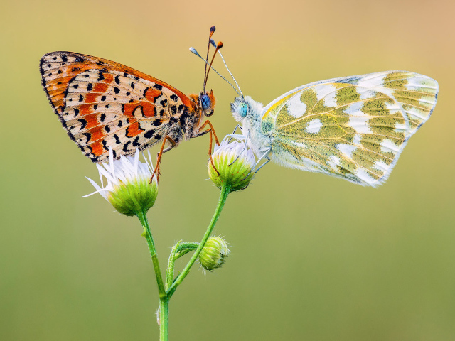 Две красивых разноцветных бабочки на цветке 