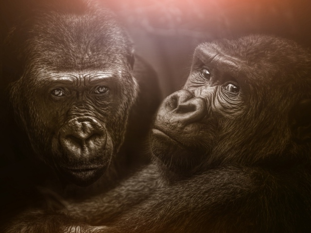 Две большие черные гориллы 