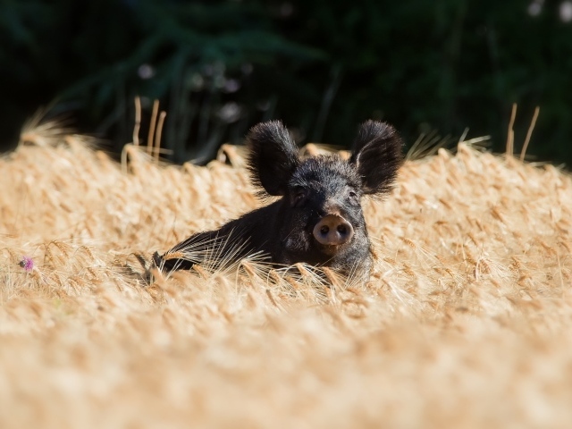 Черный поросенок стоит на поле пшеницы