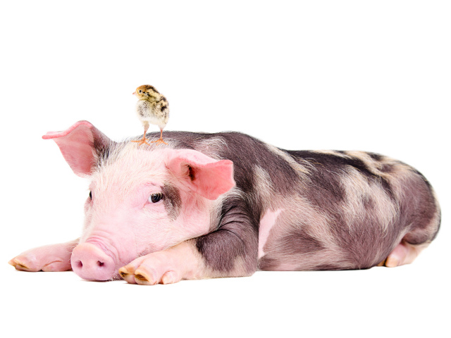 Забавный поросенок с цыпленком на голове 