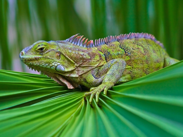 Красивая зеленая игуана сидит на зеленом листе
