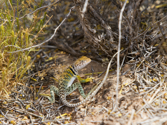 Ошейниковая пустынная игуана в сухих ветках