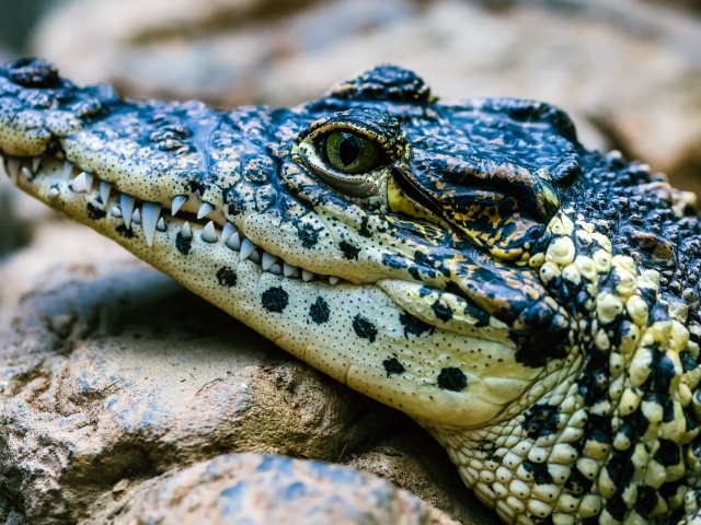 Крокодил отдыхает на камне 