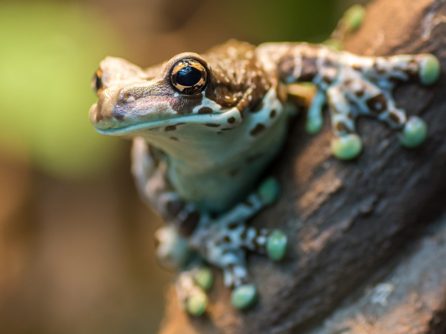 Лягушка на дереве крупным планом 
