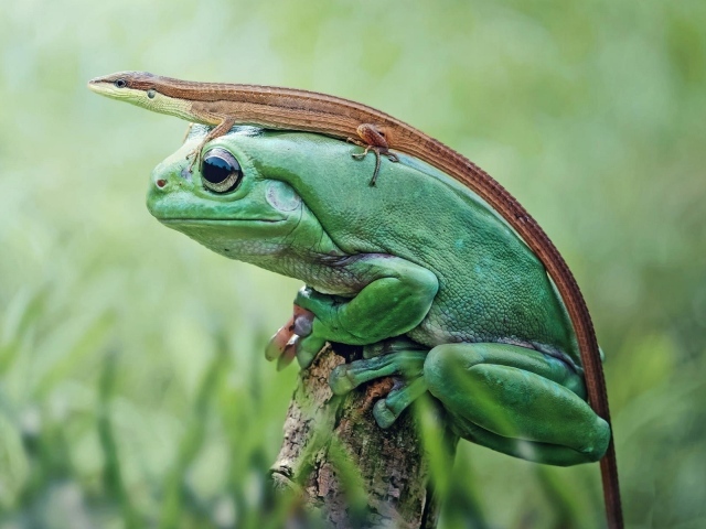 Ящерица сидит на большой зеленой лягушке 