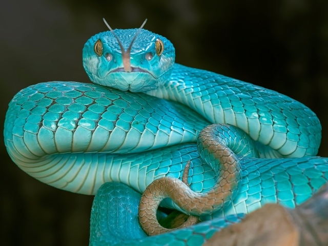 Змея голубого цвета высунула язык