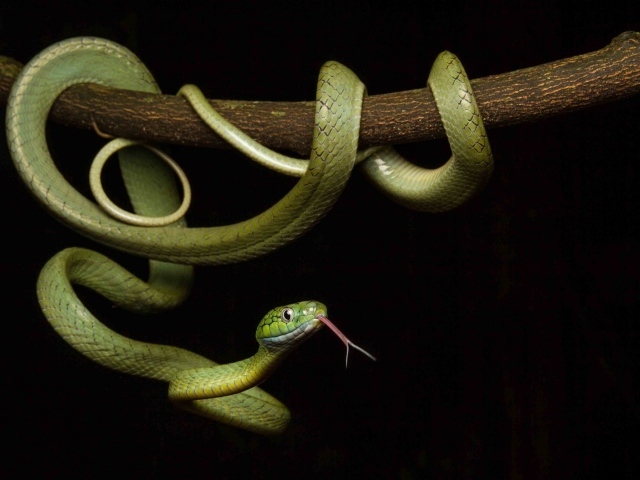 Зеленая змея с высунутым языком обвилась на ветке дерева