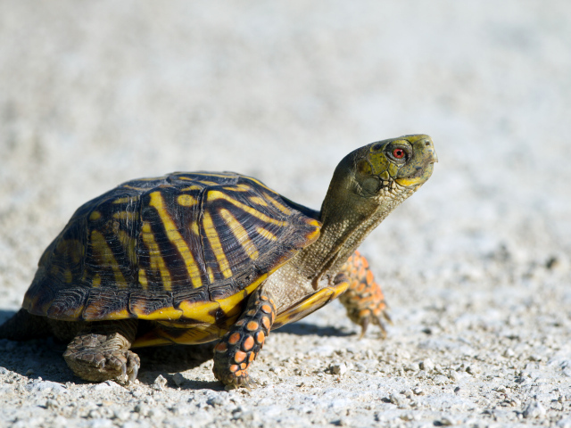 Черепаха идет по дороге 