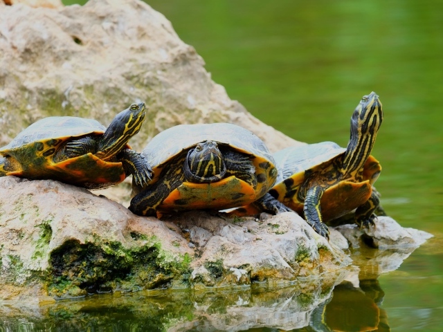 Три черепахи на камне у водоема 