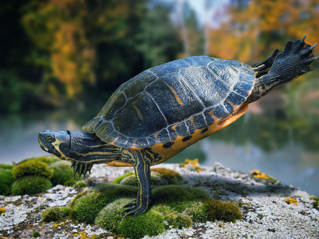 Красивая черепаха делает гимнастику на камне  