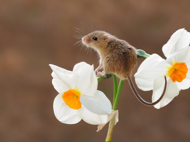 Маленькая серая мышь сидит на цветке нарцисса 