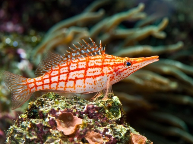 Красивая рыбка Длиннорылый кудрепер под водой