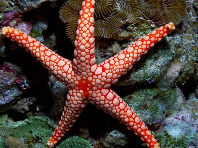 Яркая морская звезда на коралловом рифе под водой