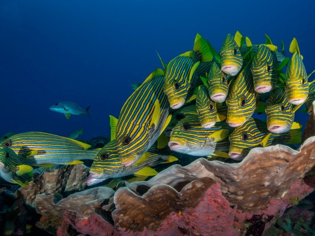 Косяк разноцветных рыб под водой