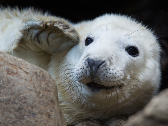 Забавная морда белой нерпы