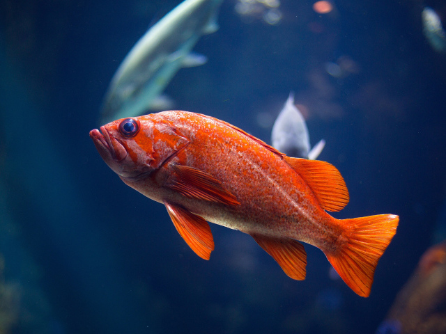 Золотая океаническая рыбка