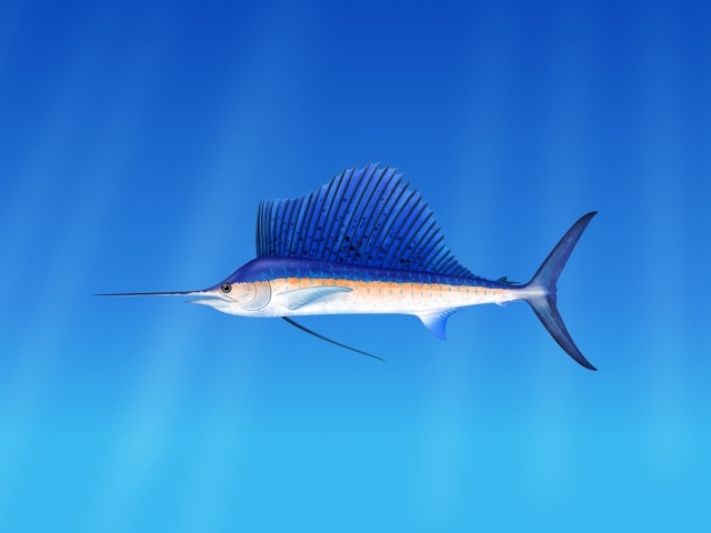 Морская  рыба марлин  на голубом фоне 
