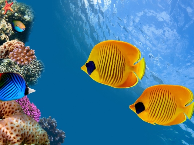Морские разноцветные рыбы-бабочки в воде 