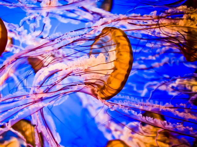 Разноцветные медузы под водой крупным планом