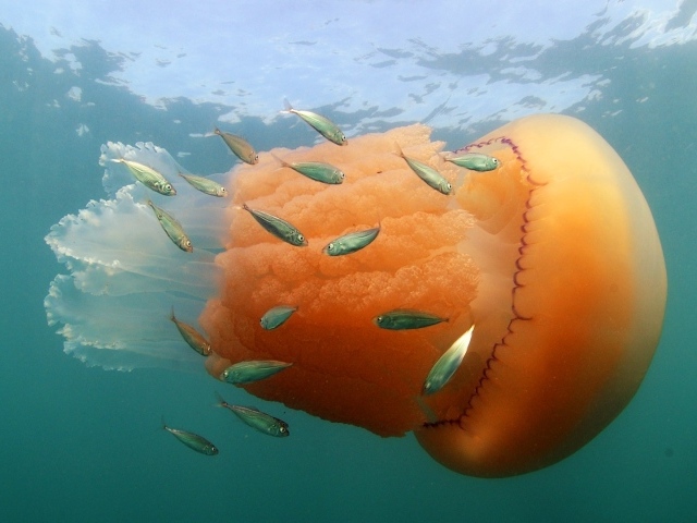 Оранжевая медуза с маленькими рыбками  