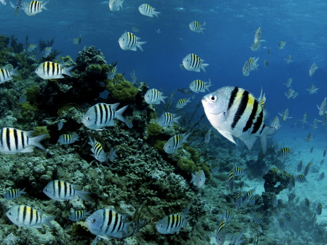 Полосатые рыбки в воде 