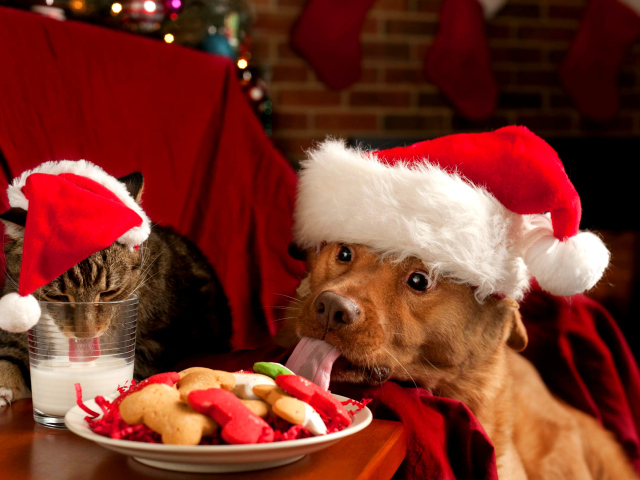 Собака и кот в новогодних костюмах за праздничным столом