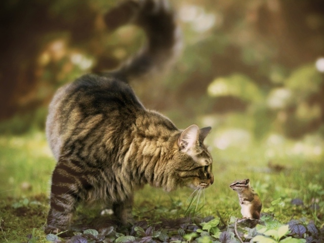 Кошка и бурундук знакомятся в саду