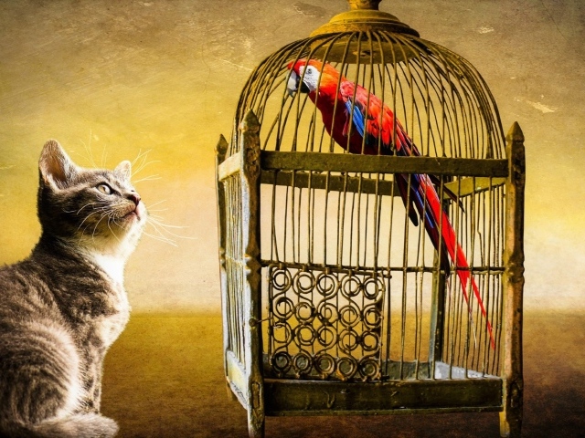 Любопытный котенок смотрит на клетку с попугаем