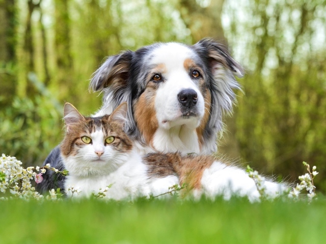 Собака и кот лежат на зеленой траве