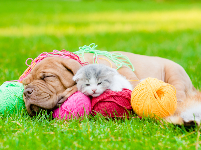 Маленький щенок и котенок спят с клубками нитей на зеленой траве