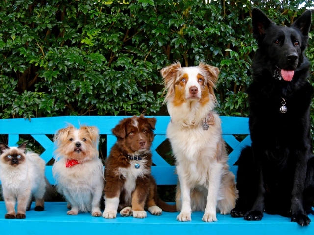 Милые собаки и кот на сидят на лавке 