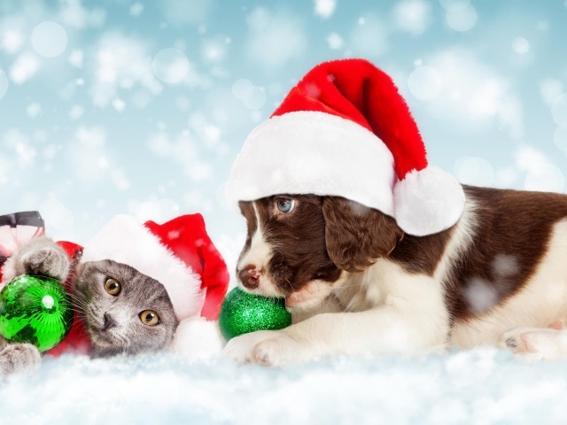 Щенок и котенок в новогодних костюмах на Новый год